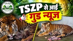 बधाई हो बधाई: जमशेदपुर के टाटा स्टील ज़ूलॉजिकल पार्क में बाघ के तीन शावकों का जन्म, अच्छा नाम सुझाने वालों को मिलेगी मुफ्त एंट्री