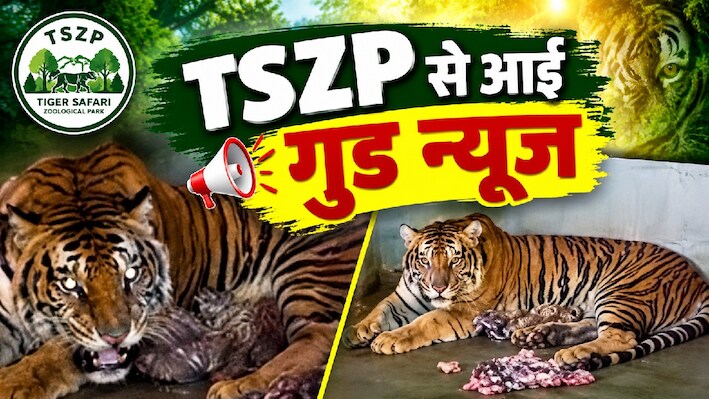 बधाई हो बधाई: जमशेदपुर के टाटा स्टील ज़ूलॉजिकल पार्क में बाघ के तीन शावकों का जन्म, अच्छा नाम सुझाने वालों को मिलेगी मुफ्त एंट्री