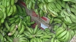 ऊपर केला, नीचे शराब: जब पेटियां खुली तो फटी रह गई उत्पाद विभाग की आंखें, मुजफ्फरपुर में तस्करों का नया जुगाड़