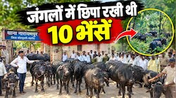 पहले थाने के सामने खड़ा किया और फिर कर दिया 10 भैसों की चोरी का खुलासा: CCTV फुटेज से घने जंगलों में मिला सुराग