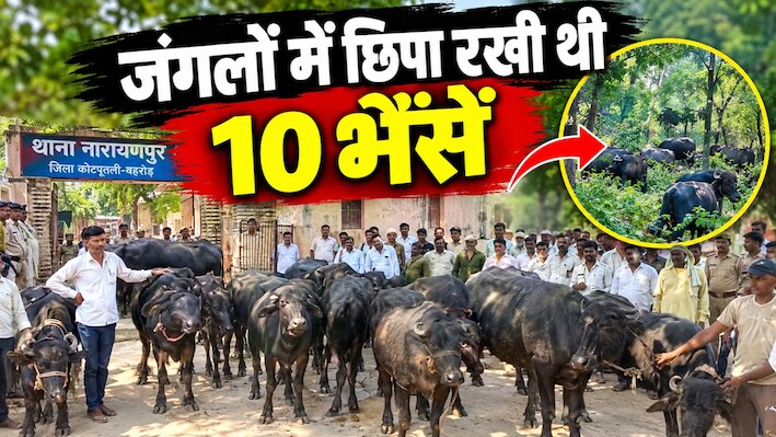 पहले थाने के सामने खड़ा किया और फिर कर दिया 10 भैसों की चोरी का खुलासा: CCTV फुटेज से घने जंगलों में मिला सुराग