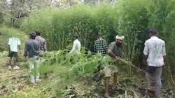 झाबुआ में गांजे की खेती पर पुलिस का बड़ा एक्शन, 15000 से ज्यादा पौधे जब्त, कीमत 9.42 करोड़