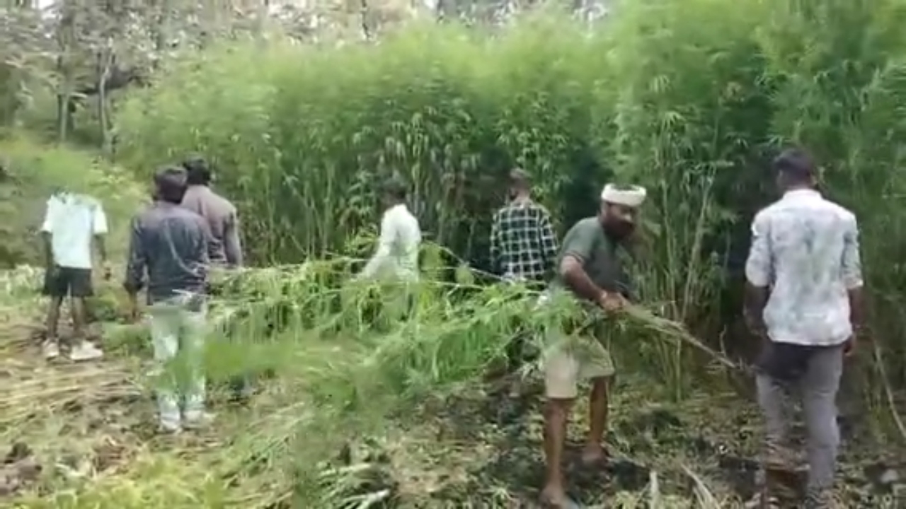 झाबुआ में गांजे की खेती पर पुलिस का बड़ा एक्शन, 15000 से ज्यादा पौधे जब्त, कीमत 9.42 करोड़ झाबुआ में गांजे की खेती पर पुलिस का बड़ा एक्शन, 15000 से ज्यादा पौधे जब्त, कीमत 9.42 करोड़