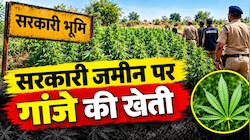 राजस्थान में सरकारी जमीन पर गांजे की खेती: 49,172 पौधे जब्त, कीमत 73 करोड़ रुपये बताई