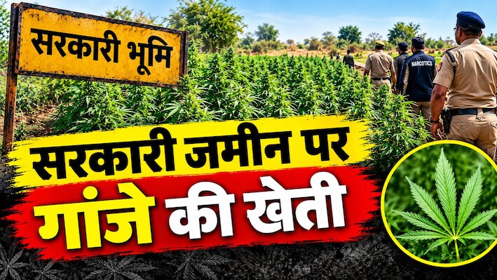 राजस्थान में सरकारी जमीन पर गांजे की खेती: 49,172 पौधे जब्त, कीमत 73 करोड़ रुपये बताई