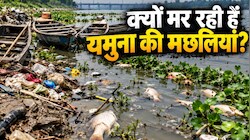 मछलियों का कब्रिस्तान बना यमुना का पानी? दिल्ली का प्रदूषण या कुछ और बात