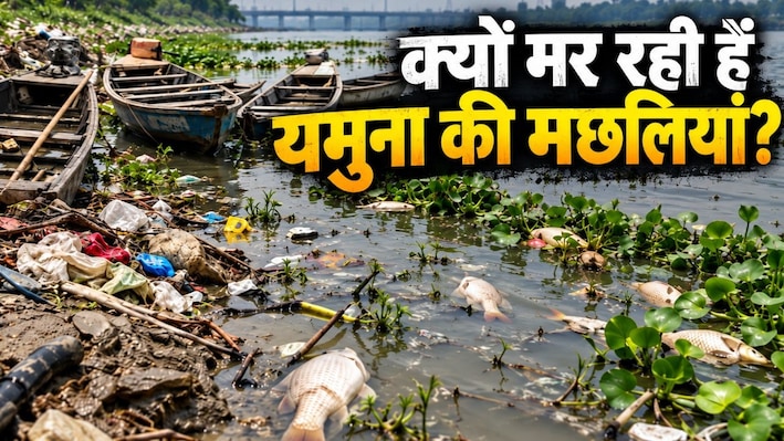 मछलियों का कब्रिस्तान बना यमुना का पानी? दिल्ली का प्रदूषण या कुछ और बात