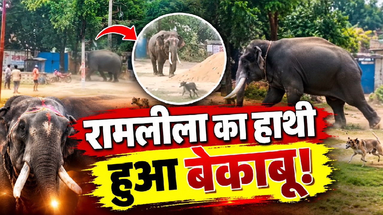 रामलीला में हाथी हुआ 'आउट ऑफ कंट्रोल': महावत को पटका, जान बचाकर भागे लोग, 2 किलोमीटर का इलाका सील रामलीला में हाथी हुआ 'आउट ऑफ कंट्रोल': महावत को पटका, जान बचाकर भागे लोग, 2 किलोमीटर का इलाका सील