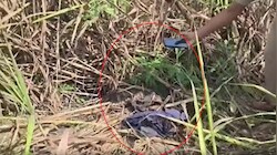 2 टुकड़ों में कटा था छात्र का शरीर, बगहा में गन्ने के खेत में मिला शव, परिवार ने कपड़ों से पहचाना