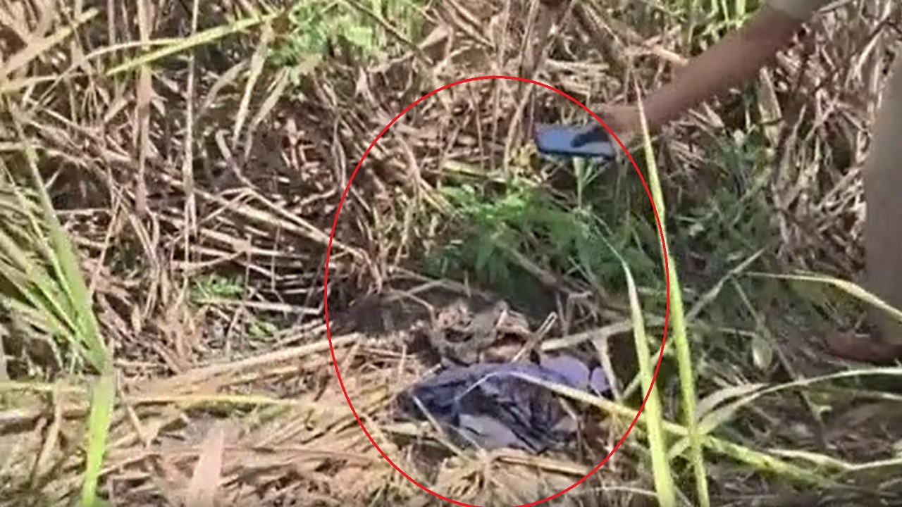 2 टुकड़ों में कटा था छात्र का शरीर, बगहा में गन्ने के खेत में मिला शव, परिवार ने कपड़ों से पहचाना 2 टुकड़ों में कटा था छात्र का शरीर, बगहा में गन्ने के खेत में मिला शव, परिवार ने कपड़ों से पहचाना
