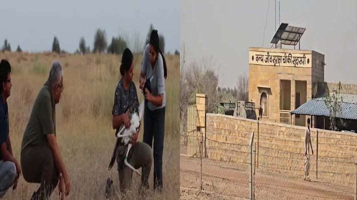 जैसलमेर में डेजर्ट नेशनल पार्क में 6 महीने के गोडावण की मौत, लोमड़ी के शिकार की आशंका