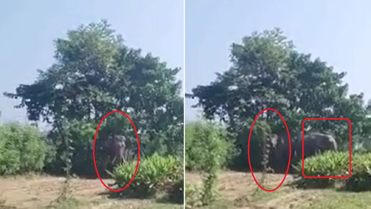 नेपाल से बिहार आए दो हाथियों ने 2 लोगों को कुचला, एक की मौत नेपाल से बिहार आए दो हाथियों ने 2 लोगों को कुचला, एक की मौत