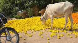 आगर-मालवा में गेंदा किसानों पर दोहरी मार, 1-2 रुपये/किलो बिक रहे फूल, उठाना पड़ रहा बड़ा कदम