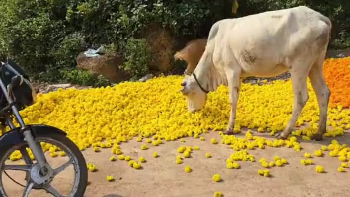 आगर-मालवा में गेंदा किसानों पर दोहरी मार, 1-2 रुपये/किलो बिक रहे फूल, उठाना पड़ रहा बड़ा कदम