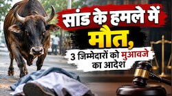 आवारा सांड के हमले में मौत पर कोर्ट सख्त, 6% ब्याज सहित मिलेगा 61.35 लाख हर्जाना