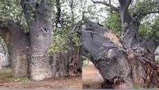 350 साल पुराने पेड़ पर टूटा कुदरत का कहर: बारिश से बीच में फटा दुर्लभ बाओबाब, 174 साल पुराने स्कूल की पहचान बचाने की मांग