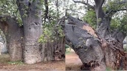 350 साल पुराने पेड़ पर टूटा कुदरत का कहर: बारिश से बीच में फटा दुर्लभ बाओबाब, 174 साल पुराने स्कूल की पहचान बचाने की मांग