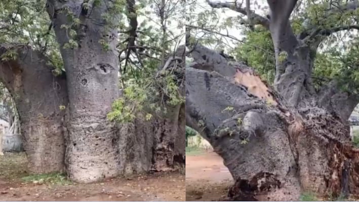 350 साल पुराने पेड़ पर टूटा कुदरत का कहर: बारिश से बीच में फटा दुर्लभ बाओबाब, 174 साल पुराने स्कूल की पहचान बचाने की मांग