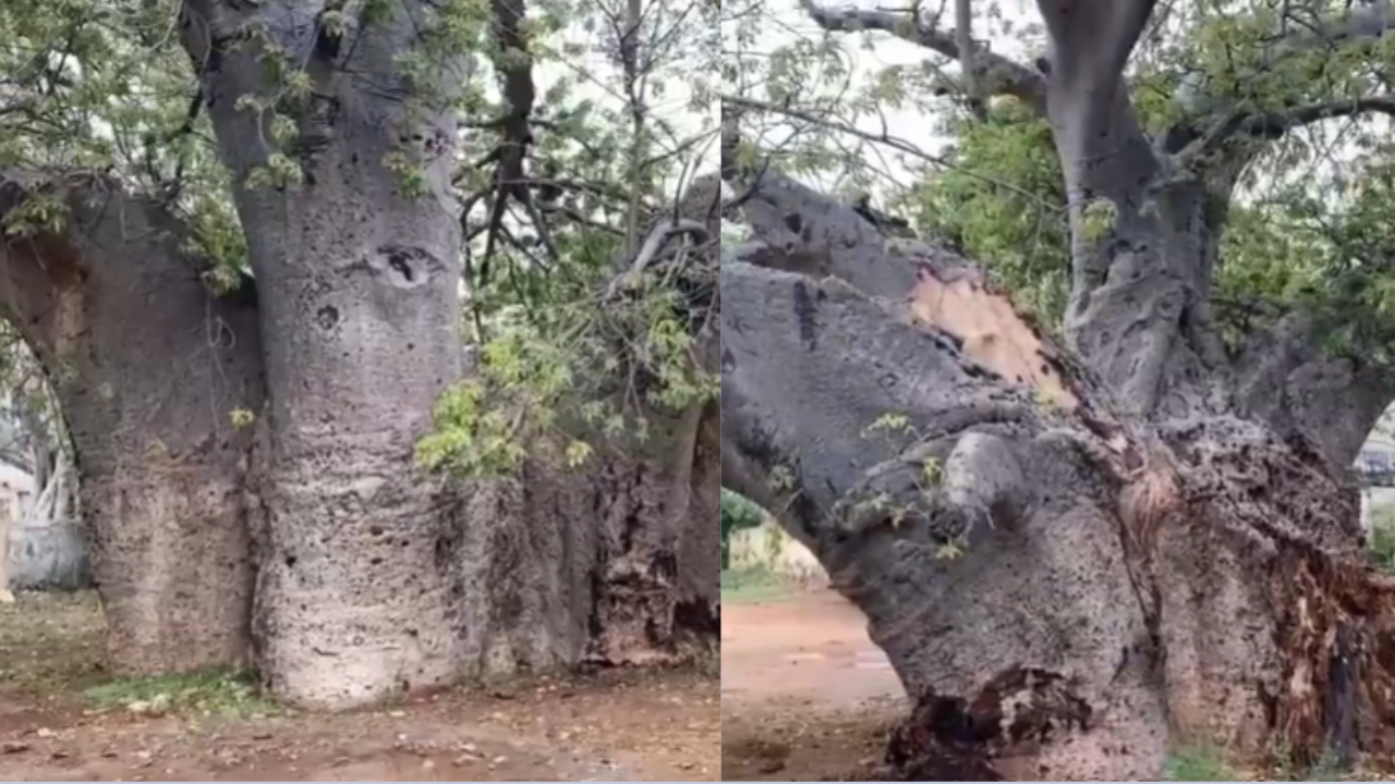 350 साल पुराने पेड़ पर टूटा कुदरत का कहर: बारिश से बीच में फटा दुर्लभ बाओबाब, 174 साल पुराने स्कूल की पहचान बचाने की मांग 350 साल पुराने पेड़ पर टूटा कुदरत का कहर: बारिश से बीच में फटा दुर्लभ बाओबाब, 174 साल पुराने स्कूल की पहचान बचाने की मांग
