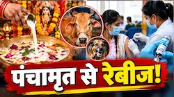 गोरखपुर में पंचामृत के दूध से रेबीज की आशंका, 400 से ज्यादा लोगों को लगा एंटी-रेबीज टीका