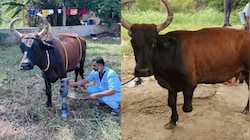 तकनीक और सेवा का अनूठा संगम: हादसे में गाय ने गंवाया पैर, नारायण सेवा संस्थान ने आर्टिफिशियल लिंब लगाकर दी नई जिंदगी