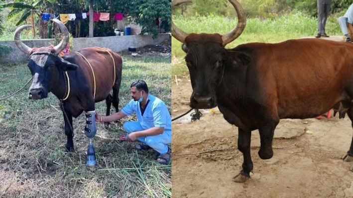 तकनीक और सेवा का अनूठा संगम: हादसे में गाय ने गंवाया पैर, नारायण सेवा संस्थान ने आर्टिफिशियल लिंब लगाकर दी नई जिंदगी