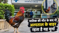 मालिक की मौत, फिर भी चौखट पर डटा रहा मुर्गा: 8 साल से अस्पताल के बाहर कर रहा इंतजार; 'मार्टिन' ने जीता दुनिया का दिल