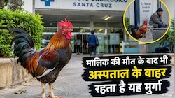 मालिक की मौत, फिर भी चौखट पर डटा रहा मुर्गा: 8 साल से अस्पताल के बाहर कर रहा इंतजार; 'मार्टिन' ने जीता दुनिया का दिल