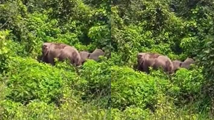बोकारो वाले रहे सावधान! गोमिया में घूम रहा 35 हाथियों का झुंड, एडवाइजरी जारी