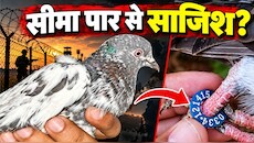 पैर में अंगूठी, उर्दू में लिखी चिट्ठी और पाकिस्तानी रुपये… J&K के सांबा में पकड़े गए कबूतर के पीछे क्या है रहस्य?