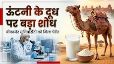 अब महीनों खराब नहीं होगा ऊंटनी का दूध: बीकानेर वैज्ञानिकों ने ढूंढ निकाला जादुई फॉर्मूला