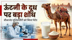 अब महीनों खराब नहीं होगा ऊंटनी का दूध: बीकानेर वैज्ञानिकों ने ढूंढ निकाला जादुई फॉर्मूला