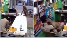 दुकान में घुसा लंगूर, गोद में बैठकर दुकानदार को लगाया गले: CCTV में कैद हुआ प्यारा मंजर; 'जादू की झप्पी' वाला VIDEO वायरल