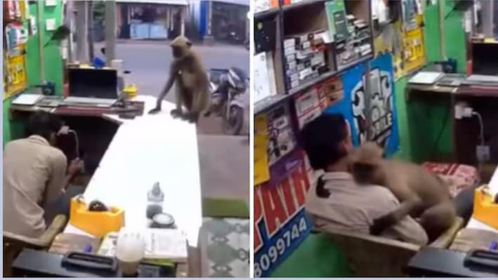 दुकान में घुसा लंगूर, गोद में बैठकर दुकानदार को लगाया गले: CCTV में कैद हुआ प्यारा मंजर; 'जादू की झप्पी' वाला VIDEO वायरल