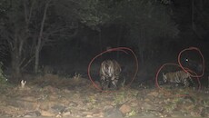 माधव टाइगर रिजर्व में गूंजी किलकारी, बाघिन ने 2 शावकों को दिया जन्म, बाघों का कुनबा बढ़कर हुआ 11
