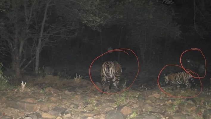 माधव टाइगर रिजर्व में गूंजी किलकारी, बाघिन ने 2 शावकों को दिया जन्म, बाघों का कुनबा बढ़कर हुआ 11