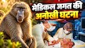 'बेबी फे' की बीमारी: 14 दिन की नवजात को क्‍या समस्‍या थी जो लगाना पड़ा बंदर का दिल, कितने दिन रही जिंदा?