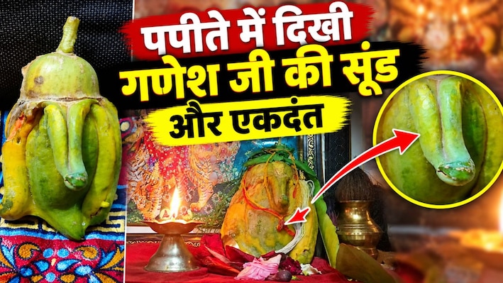 कोटा में पपीते के फल में दिखी सूंड और एकदंत जैसी बनावट, गणेश स्वरूप मानकर की पूजा, दर्शन के लिए पहुंचने लगे लोग