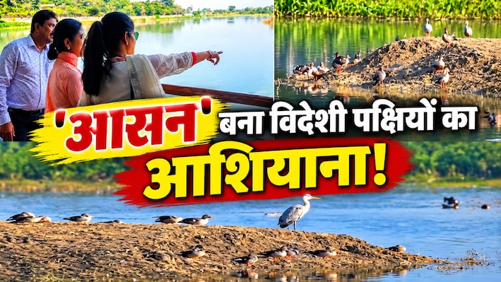 5,000 KM की उड़ान भरकर पहुंचे विदेशी मेहमान: 'पक्षियों की जन्नत' में जमाया डेरा, सबका ध्यान खींच रही परिंदों की अठखेलियां