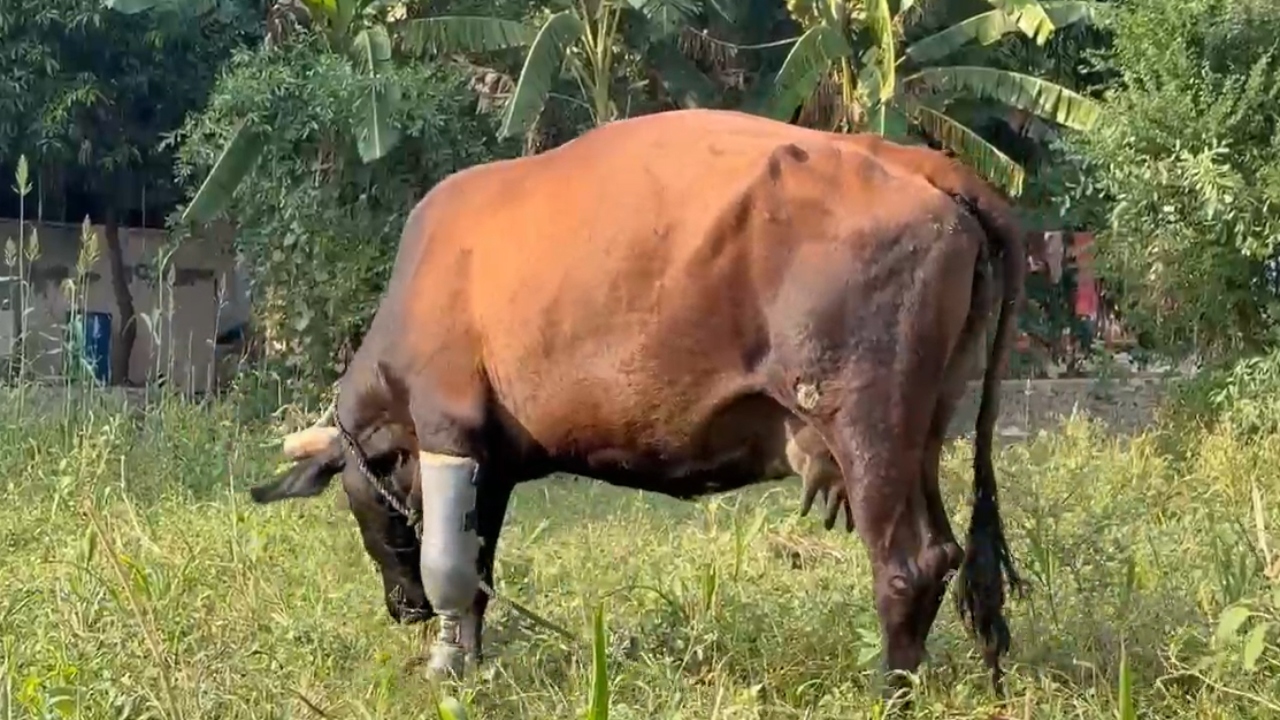 एक साल से लंगड़ा रही गाय फिर चली अपने पैरों पर: उदयपुर नारायण सेवा संस्थान ने किया कमाल! एक साल से लंगड़ा रही गाय फिर चली अपने पैरों पर: उदयपुर नारायण सेवा संस्थान ने किया कमाल!