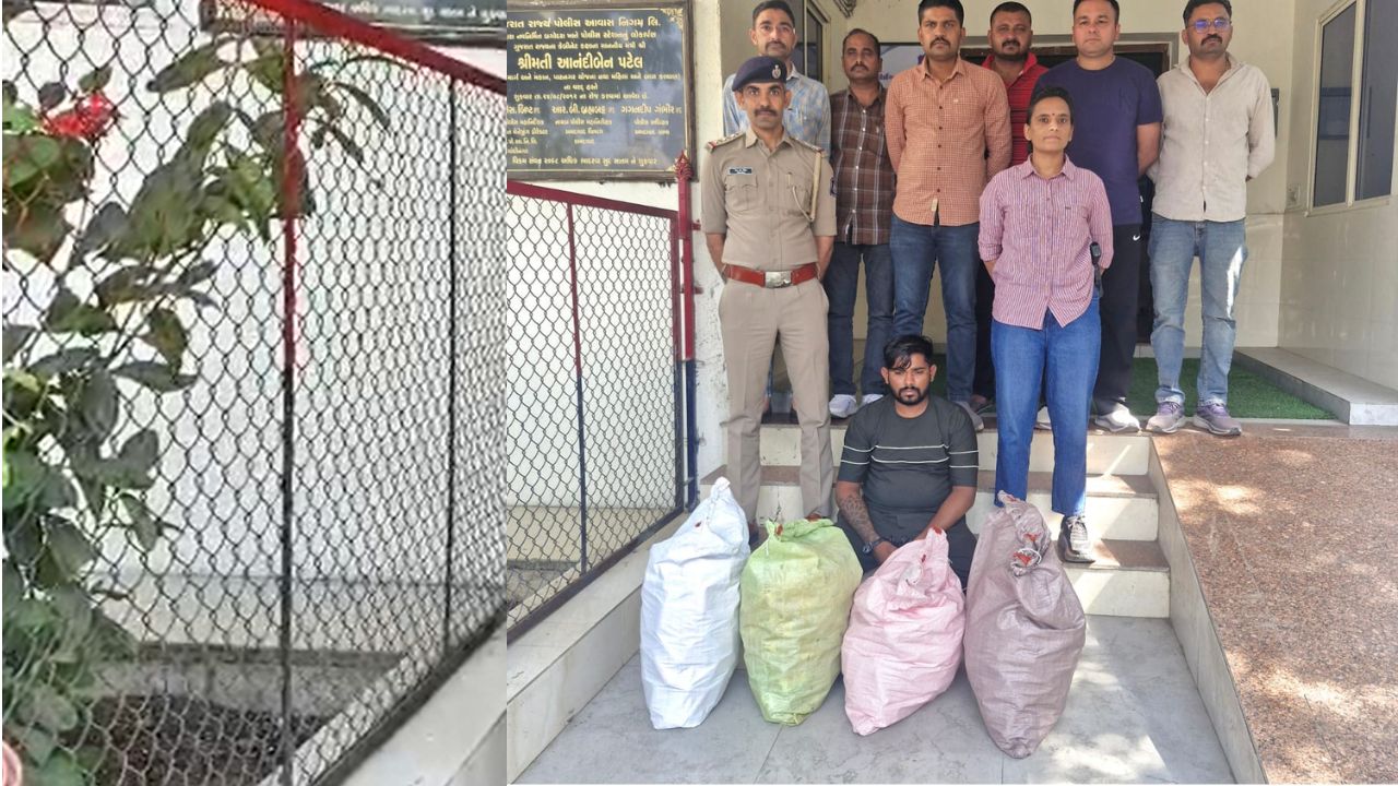 नशीली कफ सिरप का स्टॉक बरामद: करीब सवा लाख कीमत की 600 बोतलें जब्त, गुजरात पुलिस की रेड में क्या पता चला? नशीली कफ सिरप का स्टॉक बरामद: करीब सवा लाख कीमत की 600 बोतलें जब्त, गुजरात पुलिस की रेड में क्या पता चला?