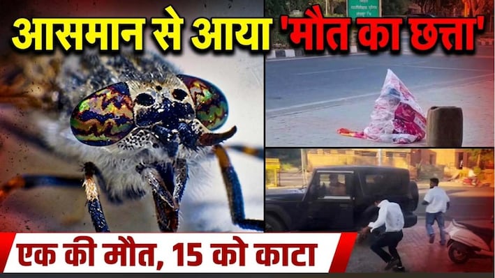 जोधपुर में खौफ का मंजर ! एयरपोर्ट रोड पर अचानक टूटीं मधुमक्खियां, 1 की मौत, 15 को काटा