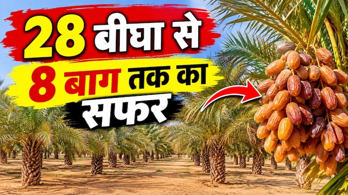 रेगिस्तान में खजूर की मिठास: श्रीगंगानगर में तैयार हो गए खजूर के 8 बाग