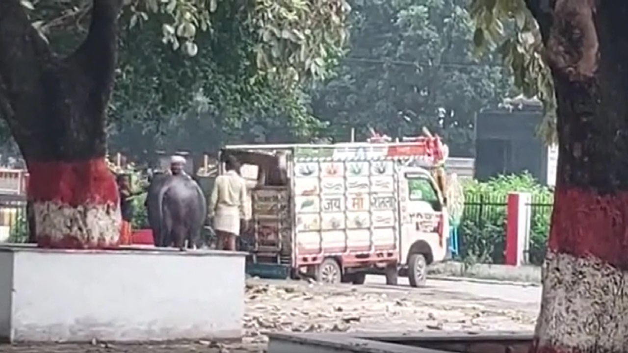 अनंत सिंह की पत्नी नीलम देवी का मॉल रोड बंगला खाली होना शुरू, गाड़ियों में लाद कर ले जाए गए मवेशी अनंत सिंह की पत्नी नीलम देवी का मॉल रोड बंगला खाली होना शुरू, गाड़ियों में लाद कर ले जाए गए मवेशी