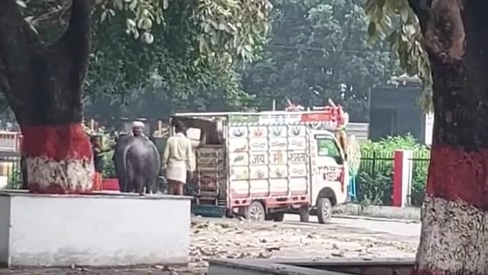 अनंत सिंह की पत्नी नीलम देवी का मॉल रोड बंगला खाली होना शुरू, गाड़ियों में लाद कर ले जाए गए मवेशी