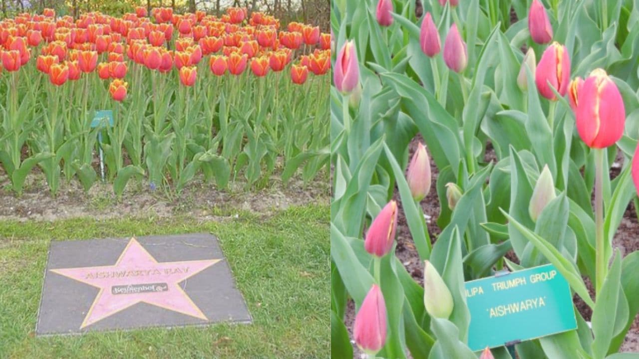 aishwarya name flower