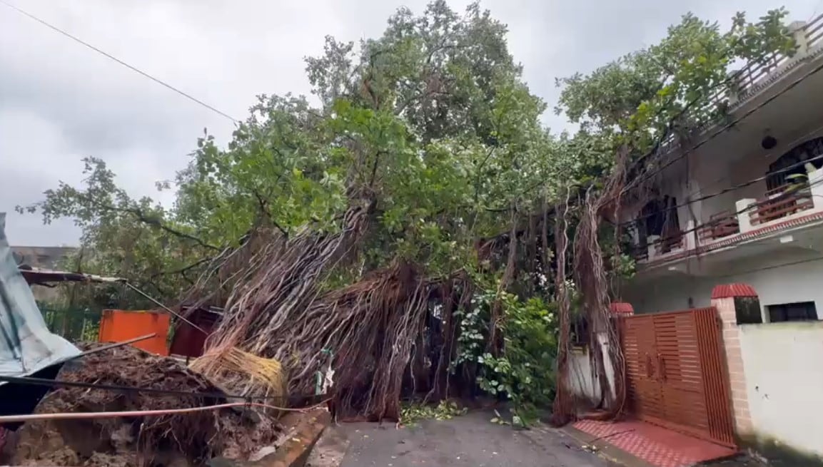 Lucknow_Banyan_Tree