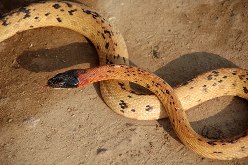 ब्लैक