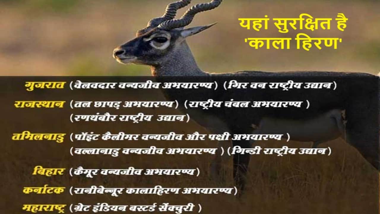 Blackbuck