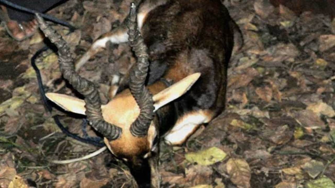Blackbuck